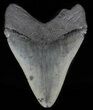 Serrated, Fossil Megalodon Tooth - Georgia #60896-2